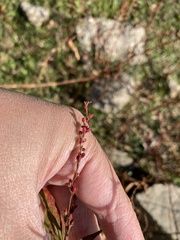 Persicaria pubescens