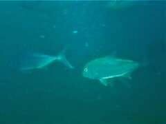 Seriola hippos