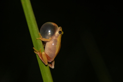 Hyperolius kivuensis