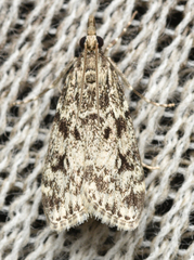 Eudonia truncicolella