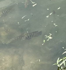 Mayaheros urophthalmus