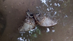 Caligo telamonius memnon