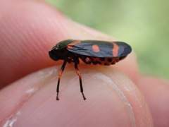 Cercopis intermedia