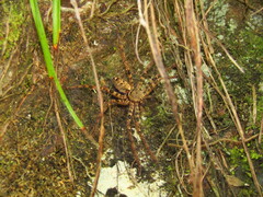 Heteropodinae