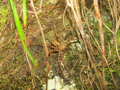 Heteropodinae