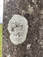 Protoparmeliopsis muralis