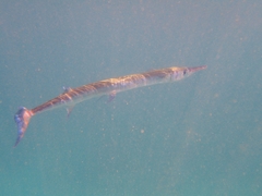 Tylosurus crocodilus