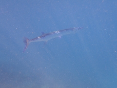 Tylosurus crocodilus