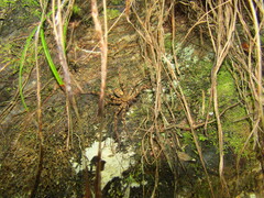 Heteropodinae