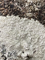 Protoparmeliopsis muralis