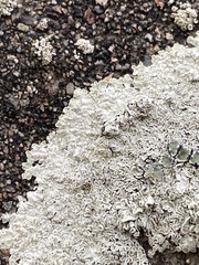 Protoparmeliopsis muralis