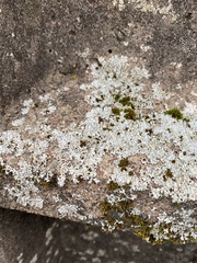 Physcia caesia