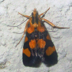 Spilomelinae