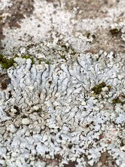 Physcia caesia