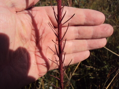 Liatris spicata spicata