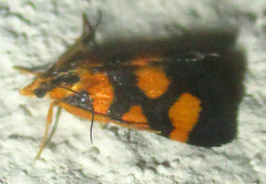 Spilomelinae