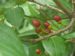 Actinodaphne hookeri