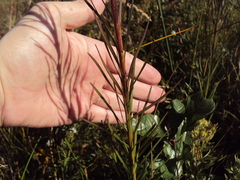 Liatris spicata spicata
