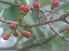 Actinodaphne hookeri