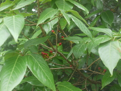 Actinodaphne hookeri