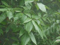 Actinodaphne hookeri