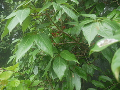 Actinodaphne hookeri