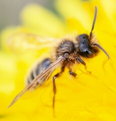 Andrena chrysosceles