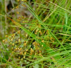 Juncus lomatophyllus