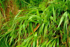 Juncus lomatophyllus