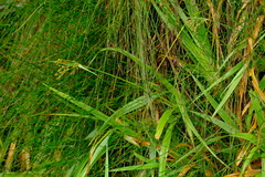 Juncus lomatophyllus
