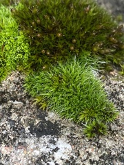 Grimmia pulvinata