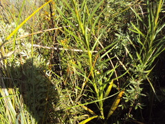 Liatris spicata spicata