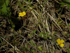 Potentilla heptaphylla