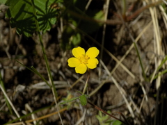 Potentilla heptaphylla