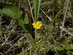 Potentilla heptaphylla