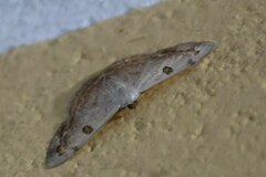 Argyrotome prospectata