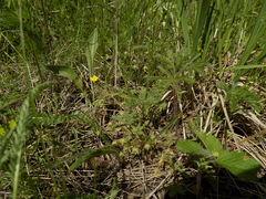 Potentilla heptaphylla