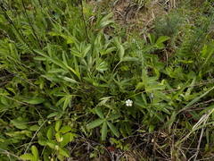 Potentilla alba