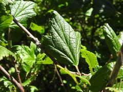 Ribes petraeum
