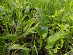 Pulmonaria angustifolia