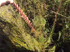 Liatris spicata spicata