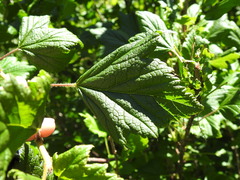 Ribes petraeum