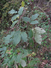 Staphylea colchica