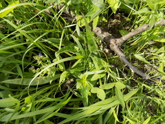Pulmonaria angustifolia
