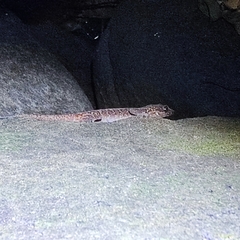 Cyrtodactylus condorensis