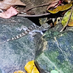 Cyrtodactylus condorensis