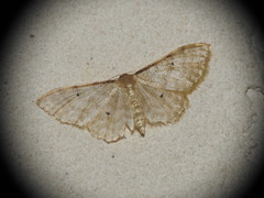 Idaea fuscovenosa