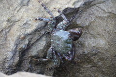 Pachygrapsus marmoratus