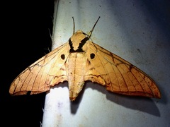 Ambulyx substrigilis