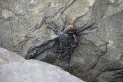 Pachygrapsus marmoratus
